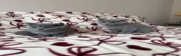British Shorthair cats for sale: Beautiful British Shorhair Kittens for Sale - Advert 2