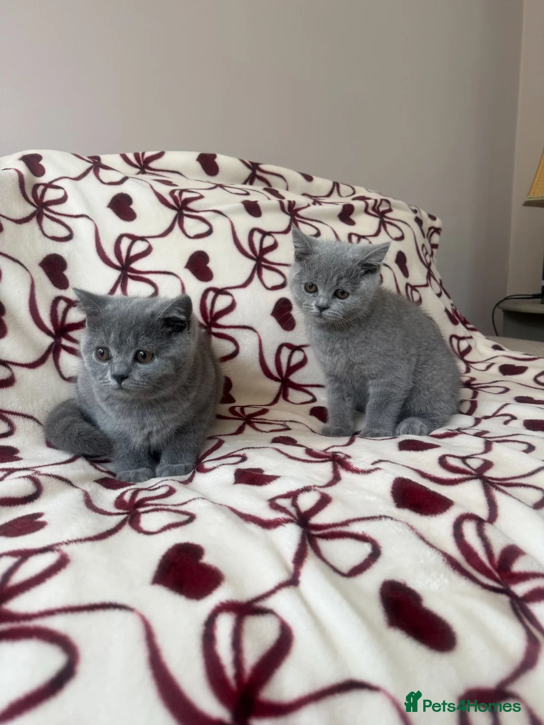 British Shorthair cats for sale: Beautiful British Shorhair Kittens for Sale - Advert 2