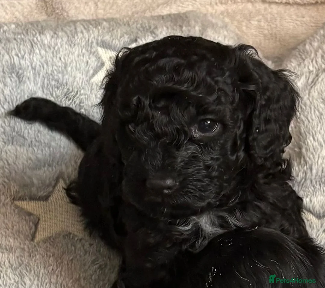 Cockapoo dogs for sale: Cockerpoo F1b Pups for sale (Ready to be rehomed) - Advert 25