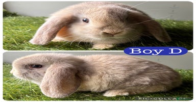 Mini Lop rabbits in Manchester - Advert 11