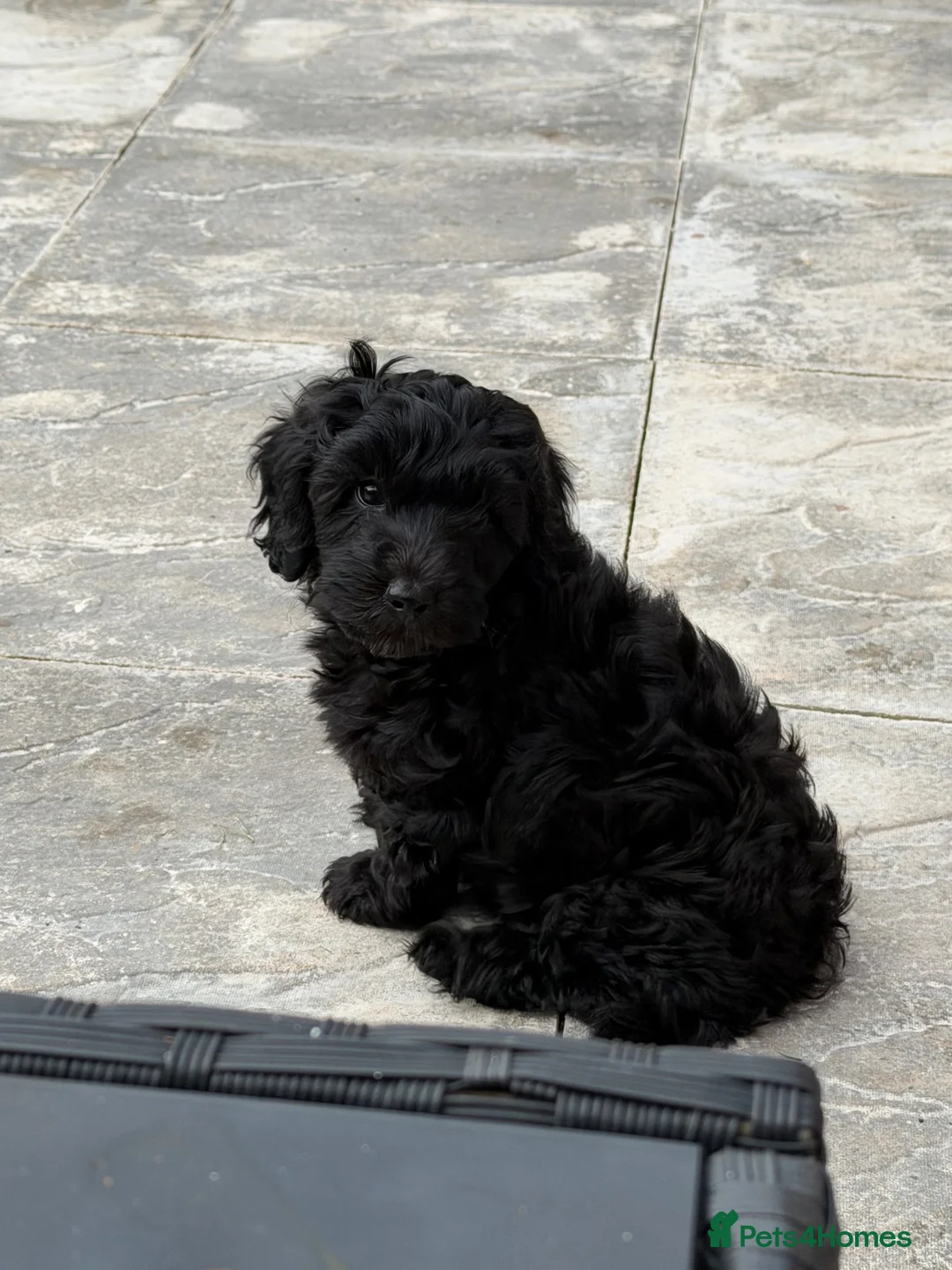 Cockapoo dogs for sale: Cockapoo  - Advert 2