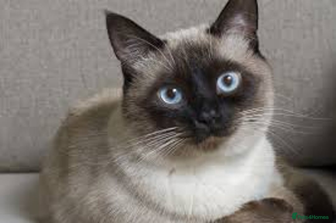 Siamese cats for sale: Siamese baby  - Image 6