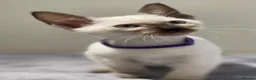 Siamese cats for sale: GCCF Registered Traditional Siamese Kittens.  - Advert 28