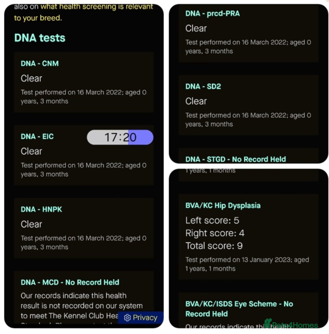 Cockerdor dogs for sale: Gorgeous Cockerdor puppies. Health Tested Parents. - Advert 16