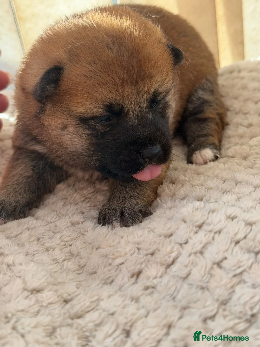 Japanese Shiba Inu dogs for sale: Japanese Shiba Inu Puppies Parents Health Tested - Advert 22