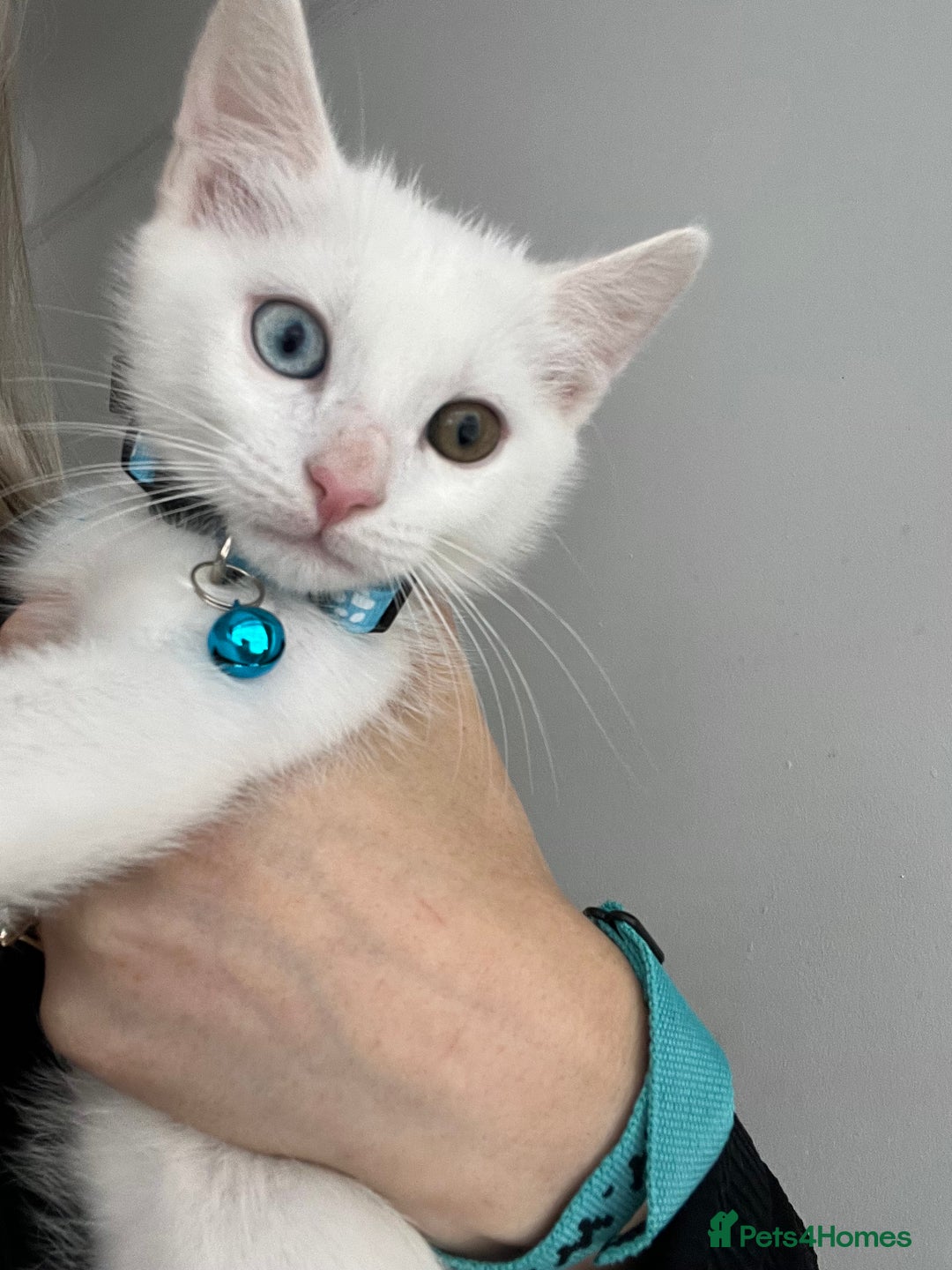 Mixed Breed cats for sale: 3 kittens ready for loving home - Image 9