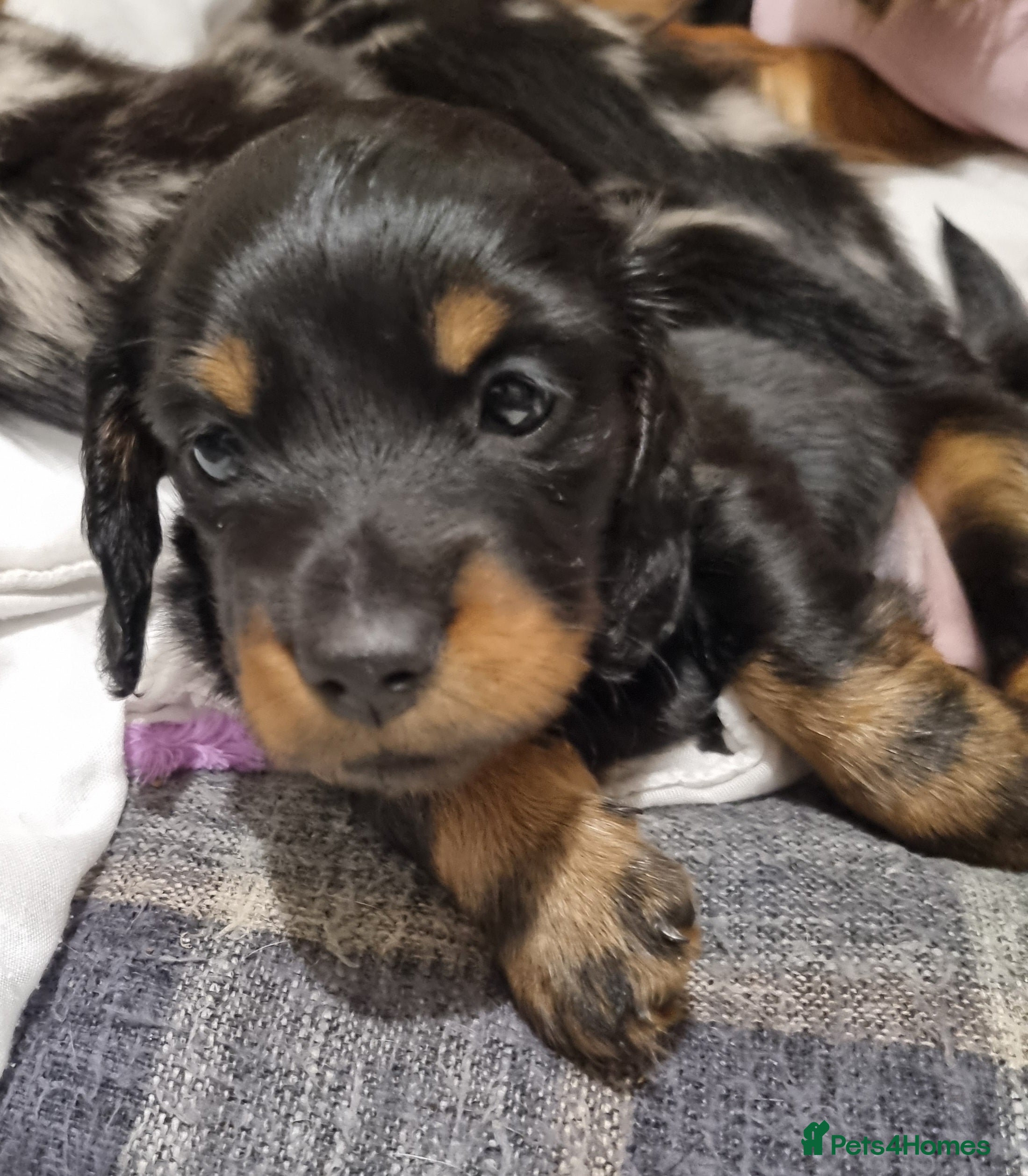 Miniature Dachshund dogs 🐾💙KC Long Haired Little Boy 💙🐾  - Advert 10