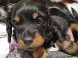Miniature Dachshund dogs 🐾💙💗KC Reg. Long Haired Mini Dachshunds💗💙🐾 - Advert 9