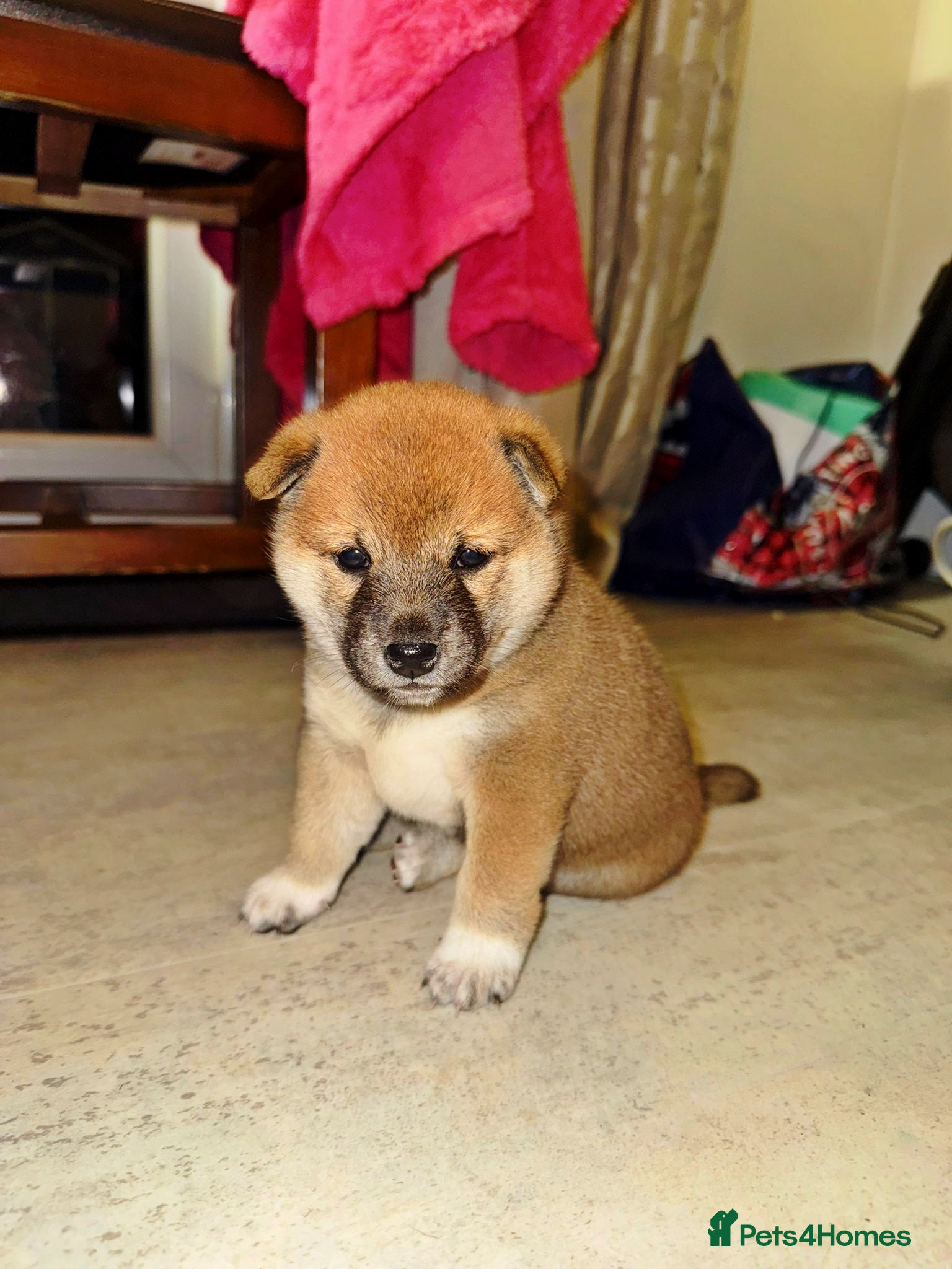 Japanese Shiba Inu dogs 🏆 CHAMPION 🏆 JAPANESE SHIBA INU チャンピオン 🇯🇵  - Advert 2
