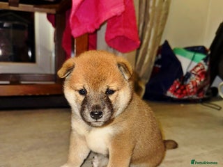 Japanese Shiba Inu dogs 🏆 CHAMPION 🏆 JAPANESE SHIBA INU チャンピオン 🇯🇵 - Advert 2