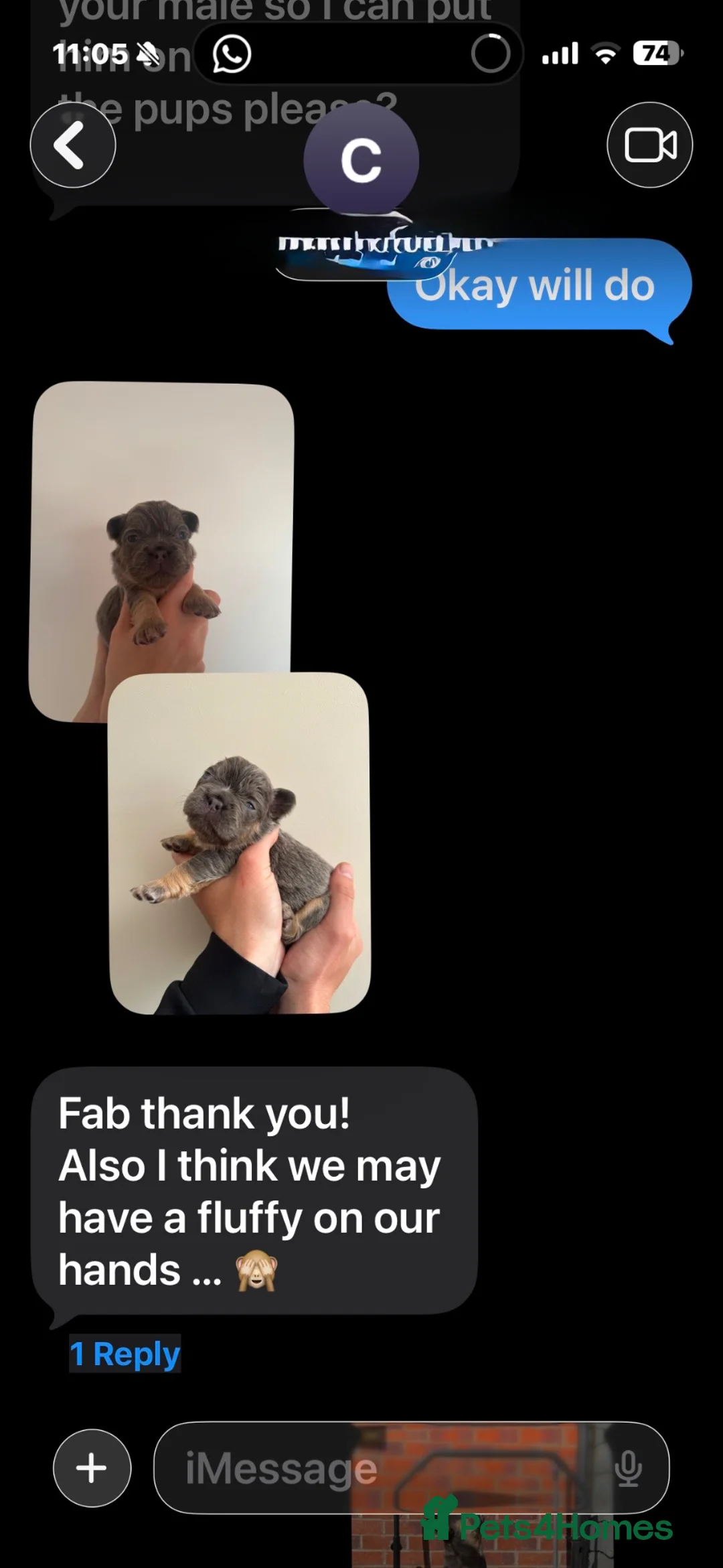 French Bulldog dogs for stud: Hector Starfex - Advert 2