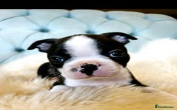 Boston Terrier dogs for sale: Top show quality KC registered Boston pups  - Image 1
