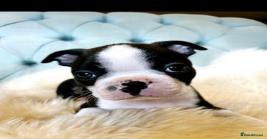 Boston Terrier dogs - Advert 1
