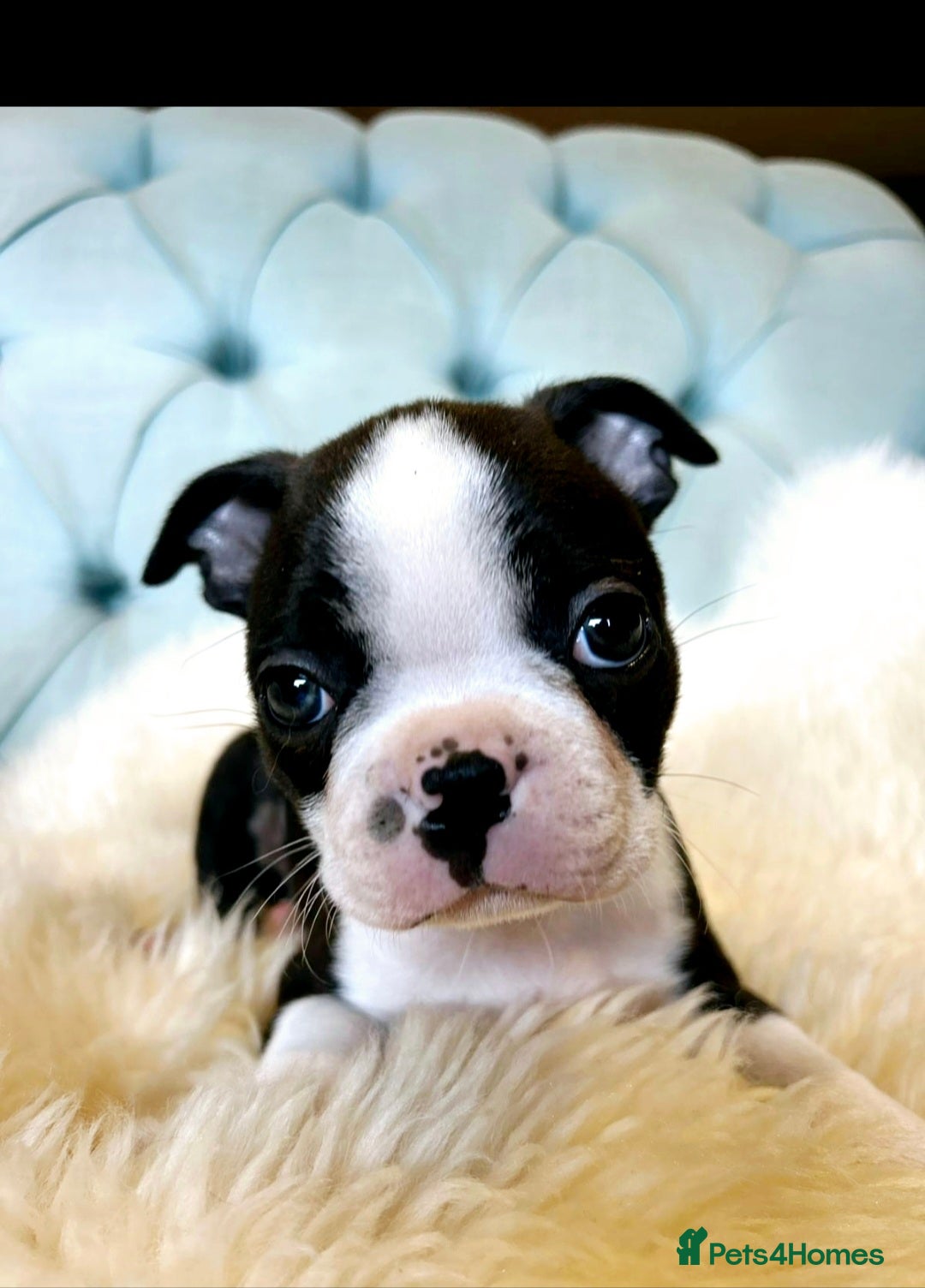 Boston Terrier dogs for sale: Top show quality KC registered Boston pups  - Image 1