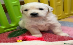 Golden Retriever dogs for sale: Exceptional litter of kc healthy golden retrievers - Image 6