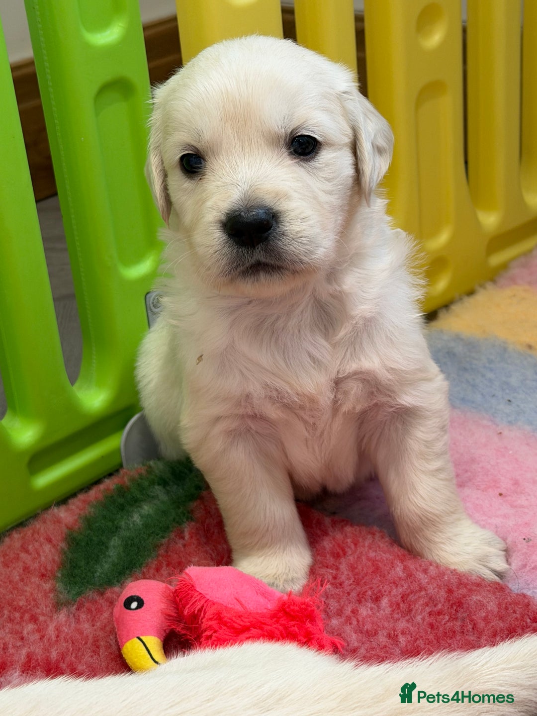 Golden Retriever dogs for sale: Exceptional litter of kc healthy golden retrievers - Image 6