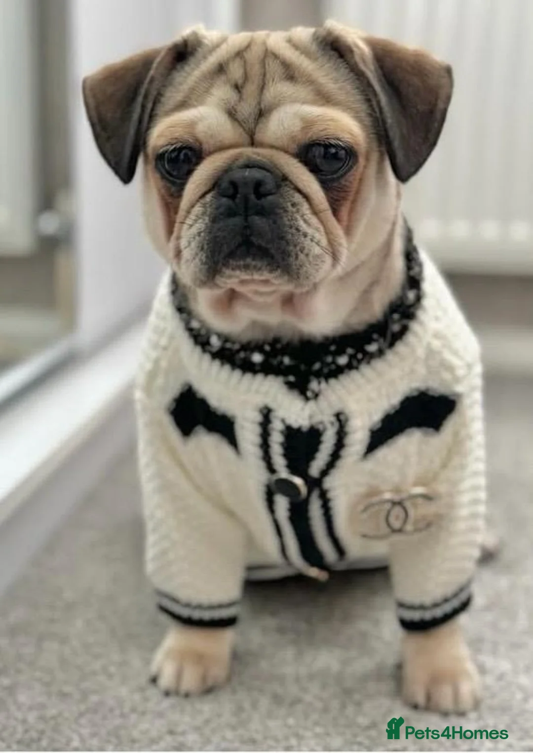 Pug dogs for sale: KC REGISTERED PUG PUPPY ( PADDINGTON ) - Advert 3