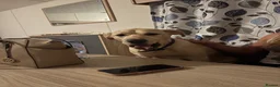 Labrador Retriever dogs for sale: 6 years old Labrador  - Advert 7