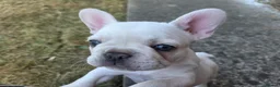 French Bulldog dogs for sale: French Bulldog Puppies, 1 Boy💙 and 2 Girls🩷🩷 - Advert 29