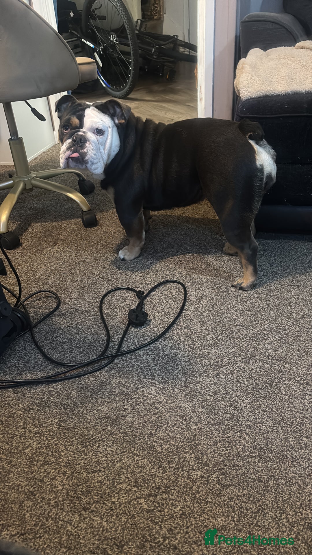 English Bulldog dogs for sale: rehoming our 1 year old bulldog - Advert 2