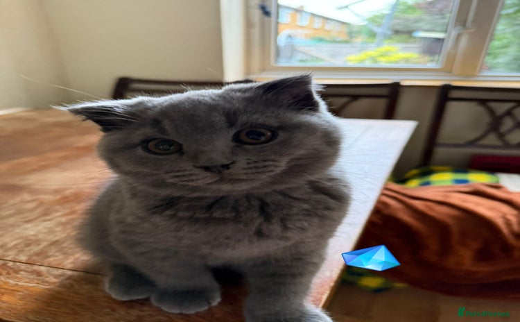 Scottish Fold cats - Advert 11