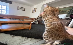Bengal cats for sale: Bengal kittens  - Image 3