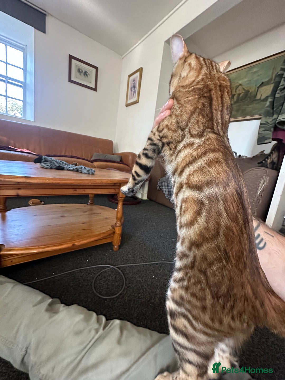Bengal cats for sale: Bengal kittens  - Image 3