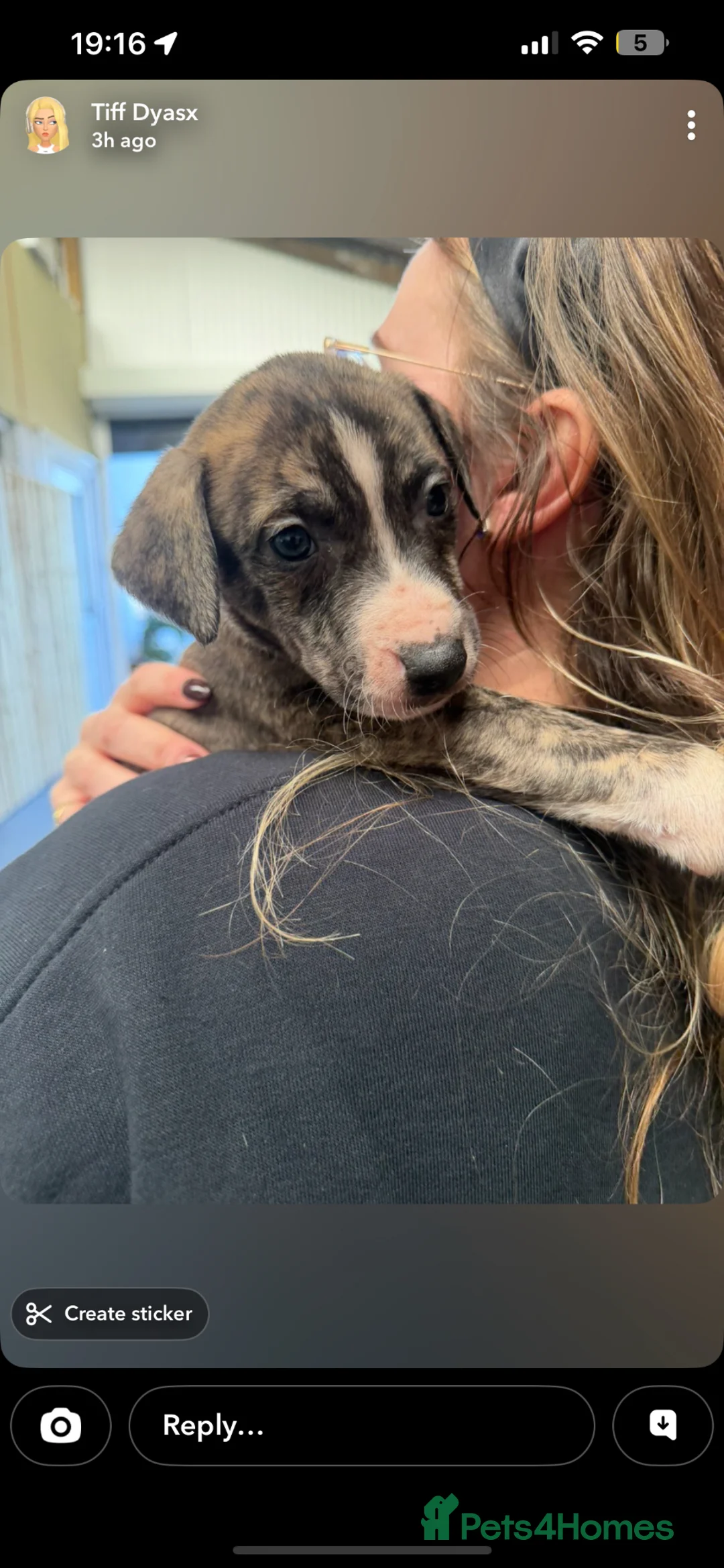 Lurcher dogs for sale: Tango x faith and Reece's line puppy's ready to go - Advert 1