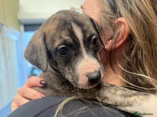 Lurcher dogs Meet Your New Adventure Buddy – Top quality - Advert 5