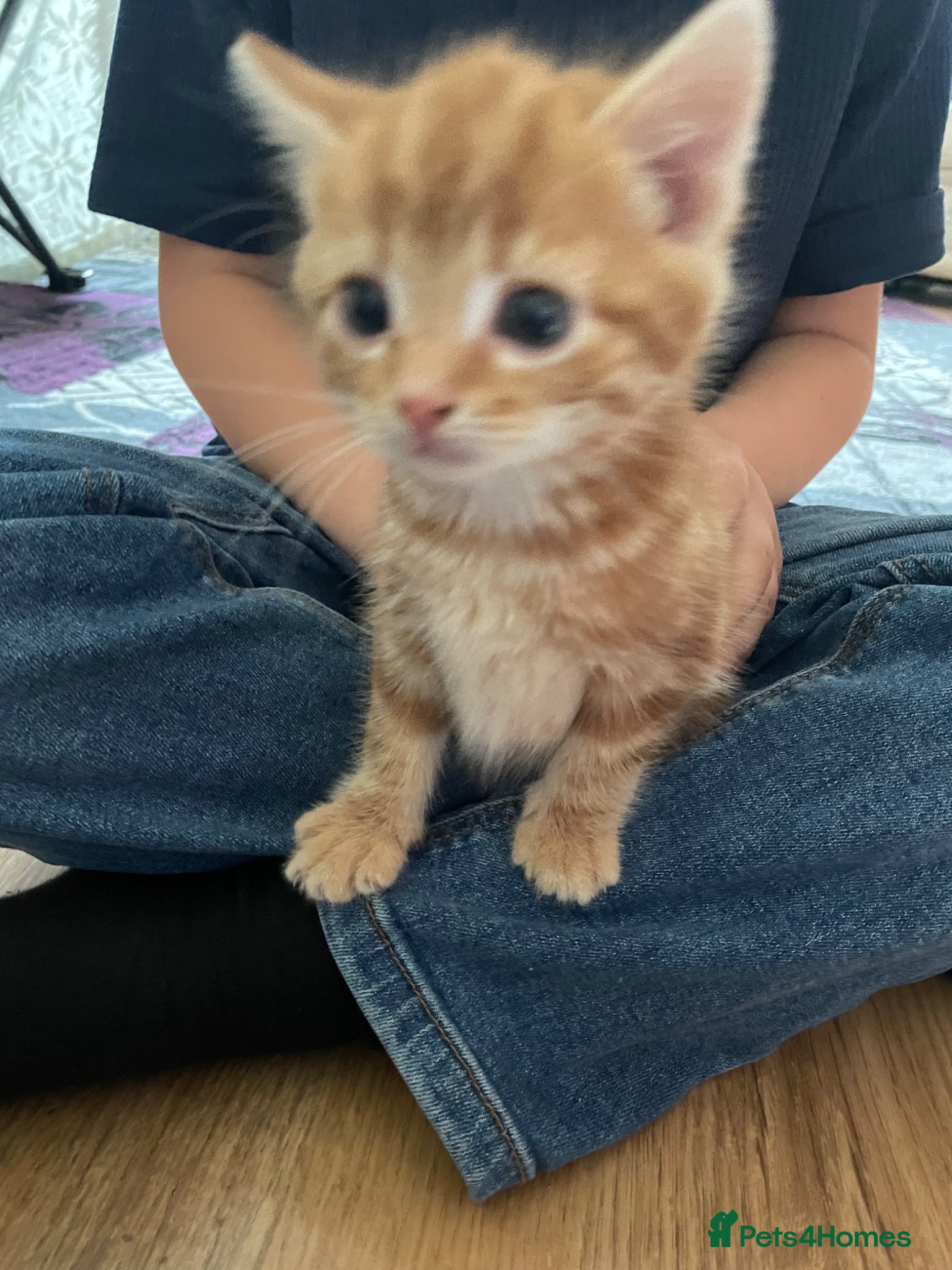 Domestic Shorthair cats for sale: 3 playful male kittens  - Advert 3
