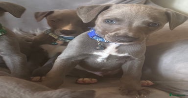 Whippet dogs - Advert 16