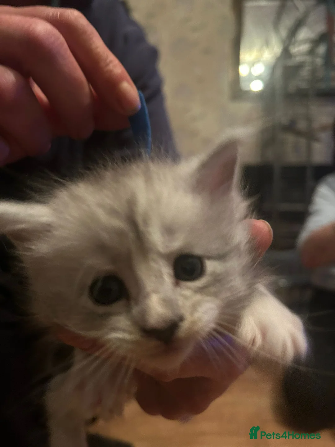 Maine Coon cats for sale: Beautiful Maine coon kittens £650 - Advert 2