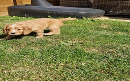 Mixed Breed dogs for sale: Beautiful Cavapoo X puppies - Image 8