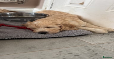 Goldendoodle dogs - Advert 2