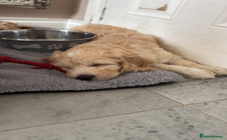 Goldendoodle dogs - Advert 4