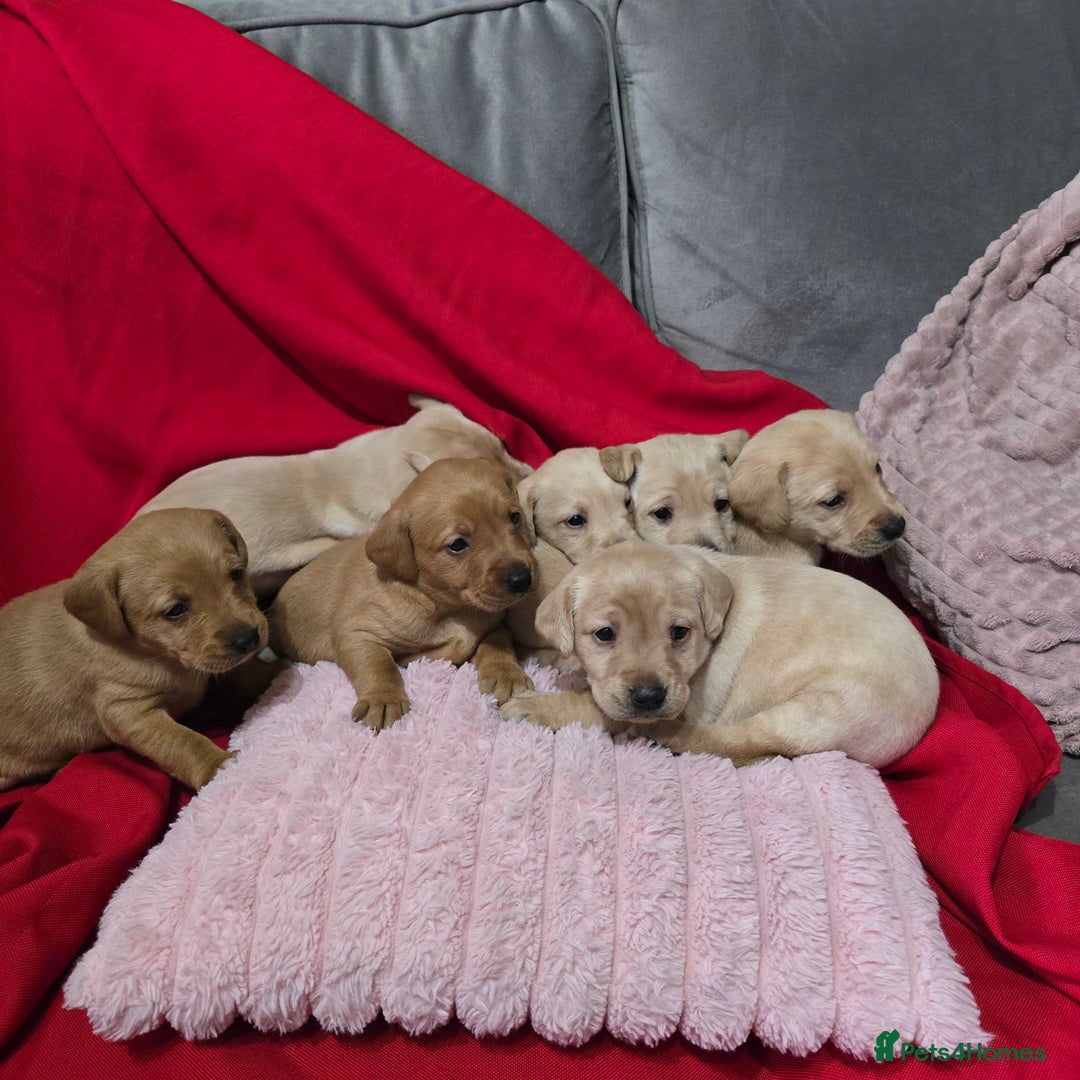 Labrador Retriever dogs for sale: Labrador retriever puppies - Advert 2