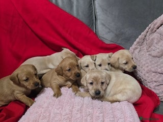 Labrador Retriever dogs Labrador retriever puppies - Advert 15