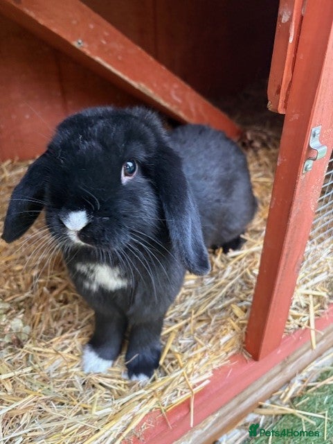Mixed Breed rabbits Mini Lop X Netherland Dwarf - Advert 4