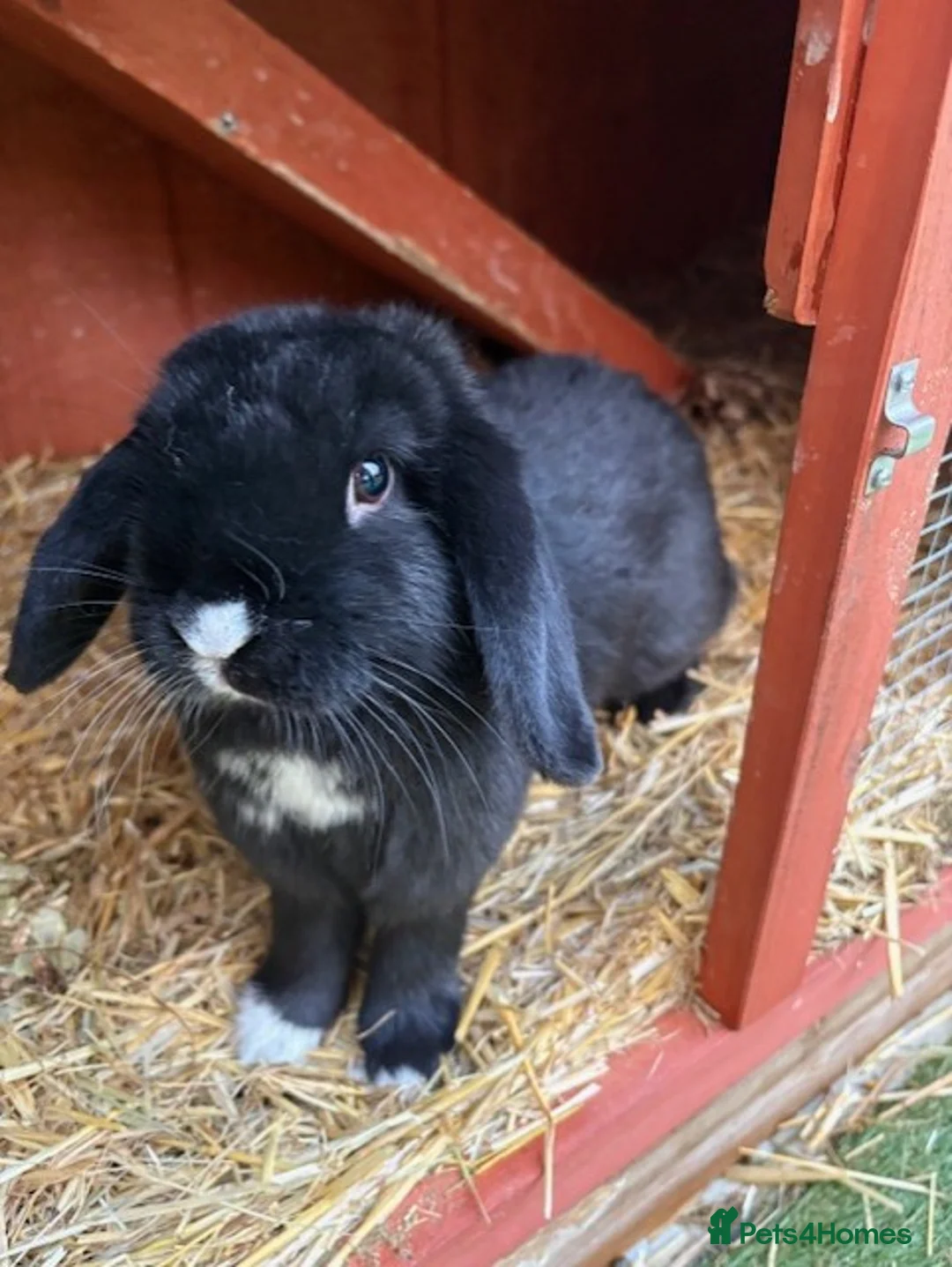 Mixed Breed rabbits for sale: Mini Lop X Netherland Dwarf - Advert 1