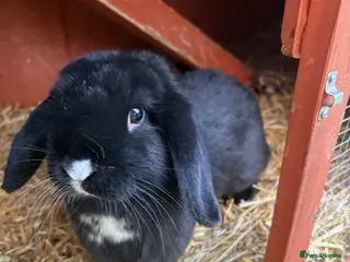 Mixed Breed rabbits Mini Lop X Netherland Dwarf - Advert 1