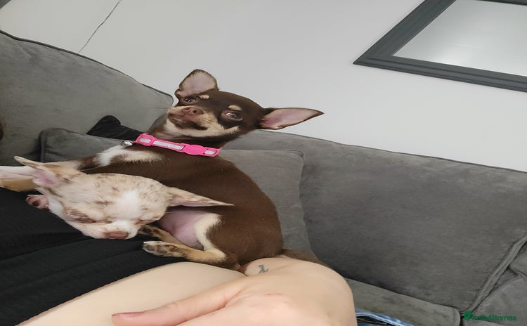 Chihuahua dogs - Advert 7