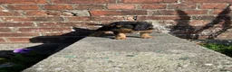 Cockapoo dogs for sale: F1 cockapoo puppies available  in Bolton - Advert 6