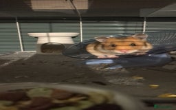 Hamster rodents for sale: Syrian hamster  - Advert 3