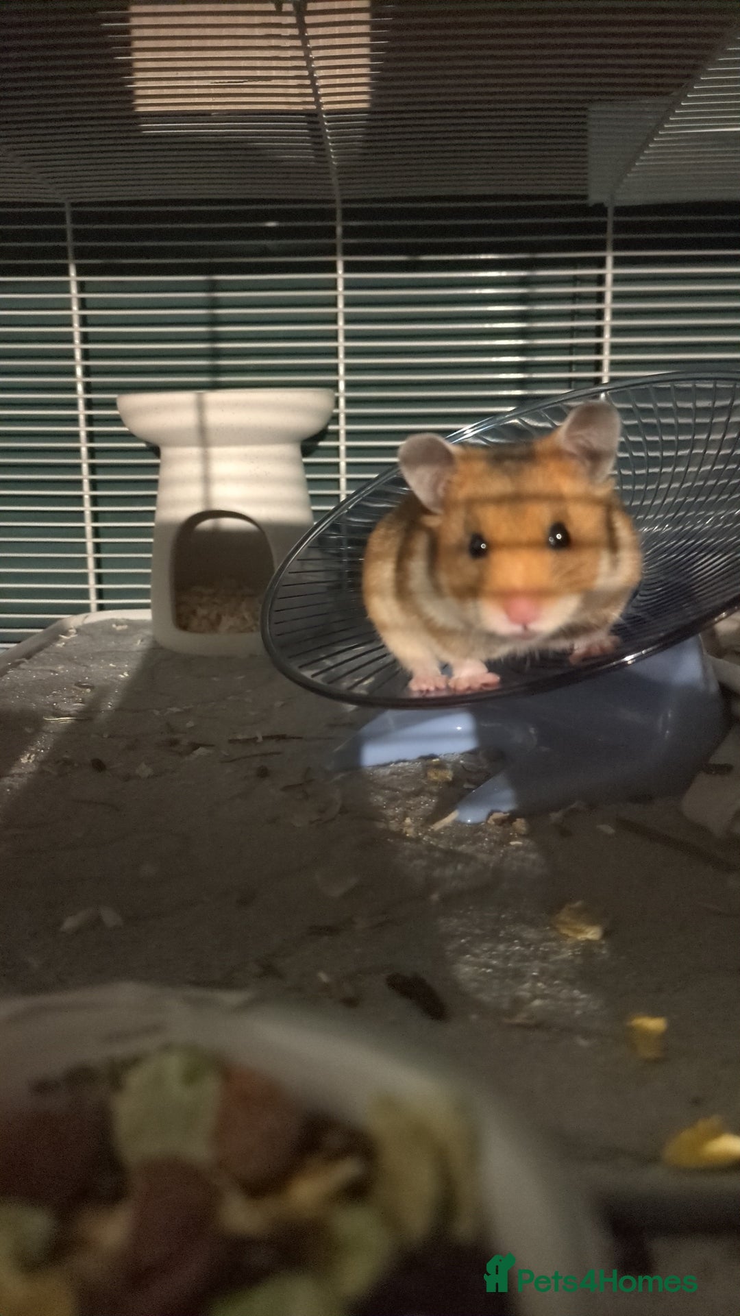 Hamster rodents for sale: Syrian hamster  - Advert 3