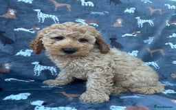 Miniature Poodle dogs for sale:  BOY MINIATURE POODLE AVAILABLE! - Image 7