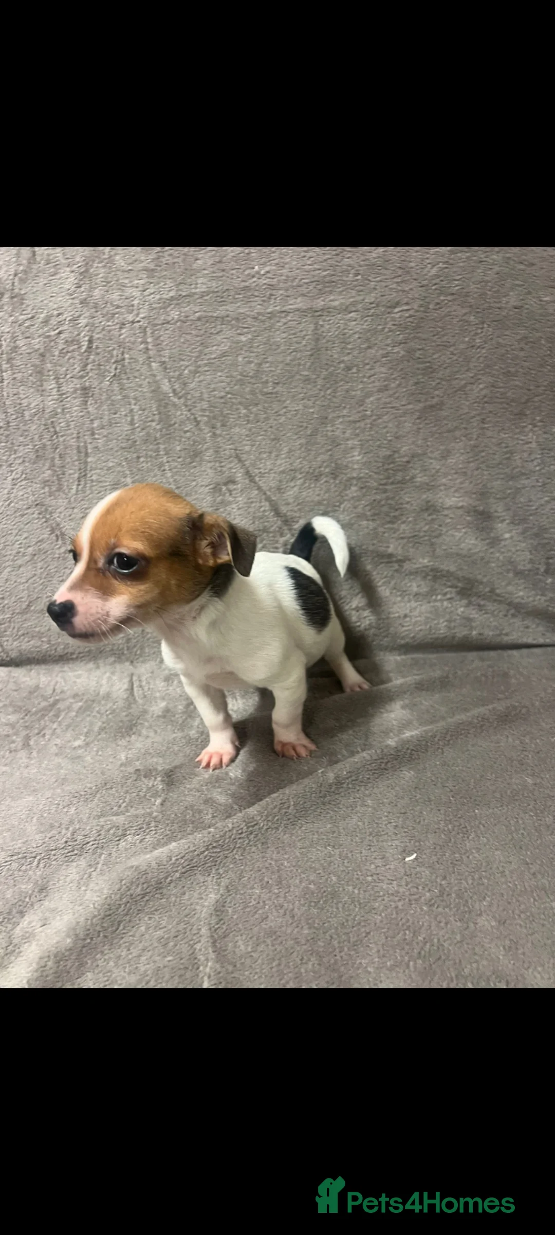 Jack Russell dogs for sale: Miniature jack Russell puppies  - Advert 4