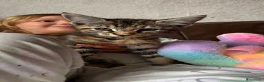 Maine Coon 5