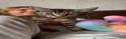 Maine Coon cats for sale:  READY TODAY Maine Coon Kittens - Advert 29