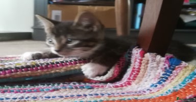 Mixed Breed cats - Advert 14