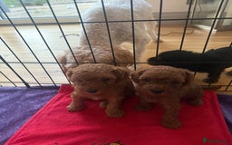 Labradoodle dogs for sale: Miniature Labradoodle F1BB Puppies - Image 1